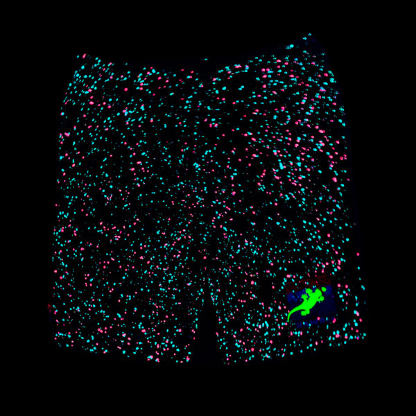 Gecko USA SPLATTER Glow In The Dark Black Shorts