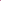 Purple/Pink Gecko Wall "V Full Zip" Windbreaker!